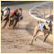 Greyhound Racing East Anglia Race Nights Video Greyhound Racing