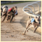 East Anglia Race Nights Video Greyhound Racing